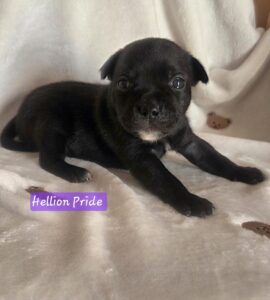 Staffordshire bull terrier cuccioli