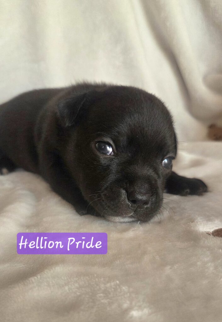 Staffordshire bull terrier cuccioli