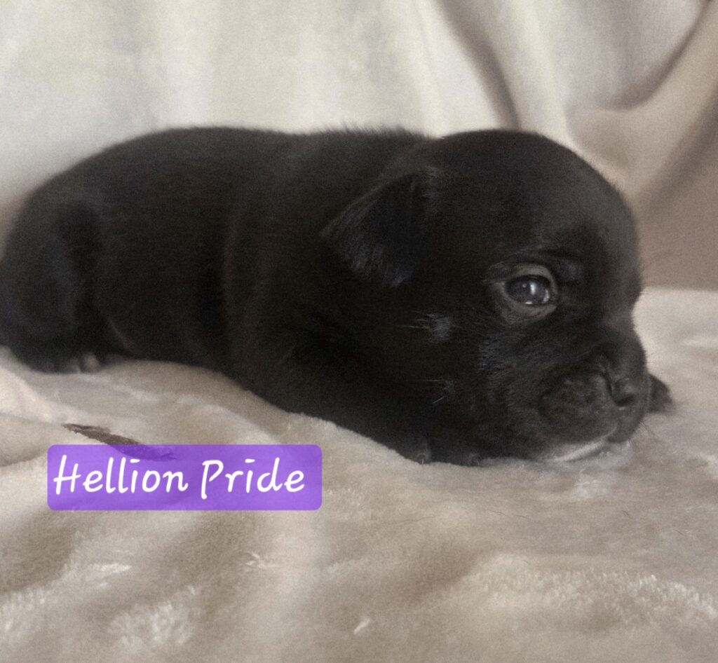 Staffordshire bull terrier cuccioli