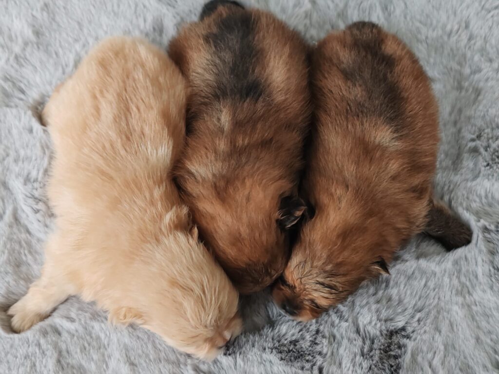 SPITZ POMERANIA CON PEDIGREEE ENCI