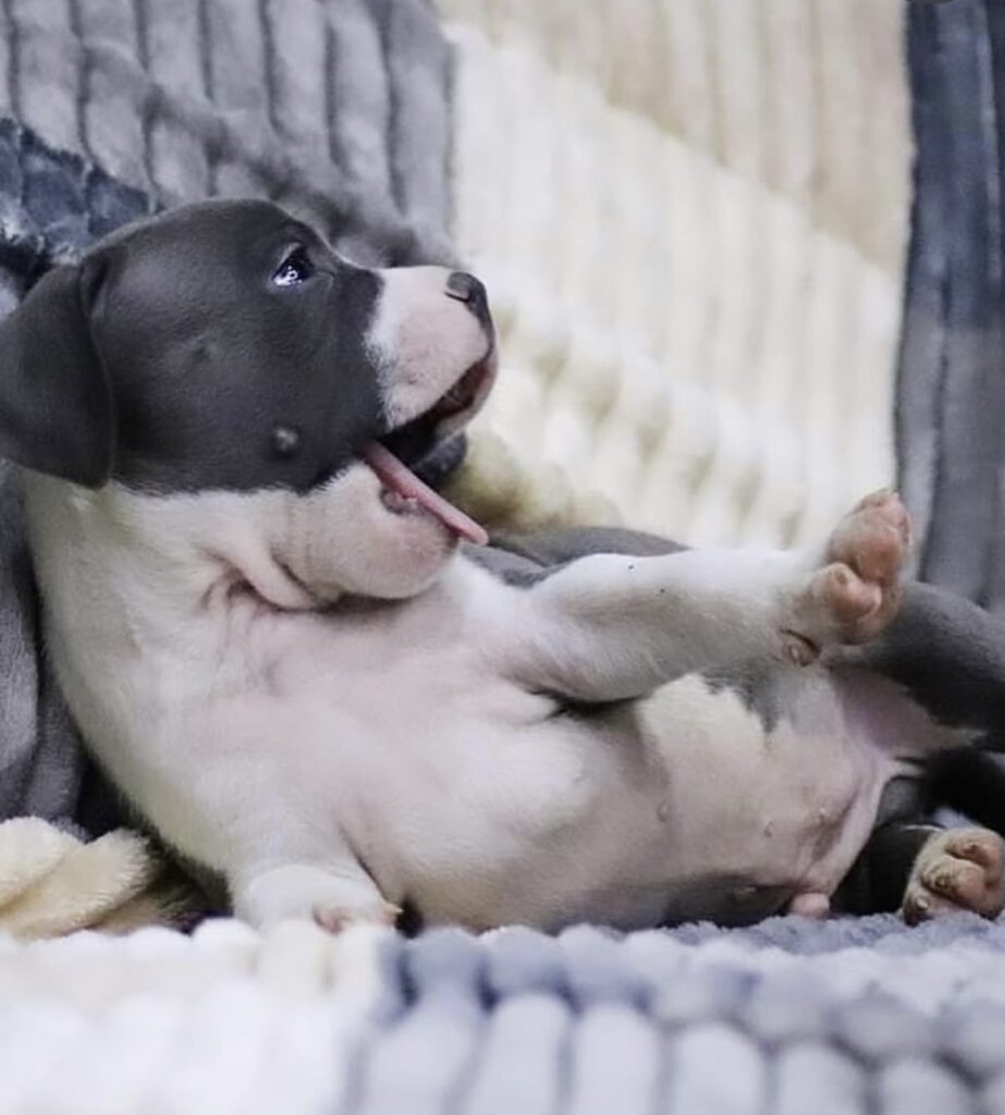 Amstaff blu cuccioli in vendita