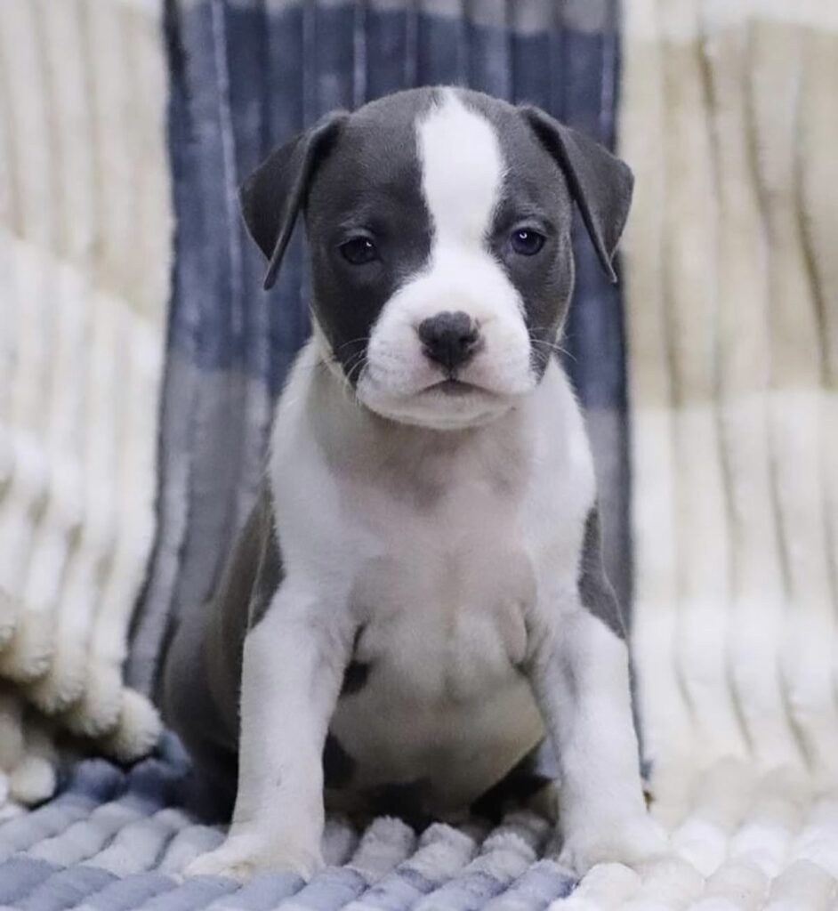 Amstaff blu cuccioli in vendita
