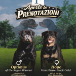 Cuccioli di rottweiler alta geologia