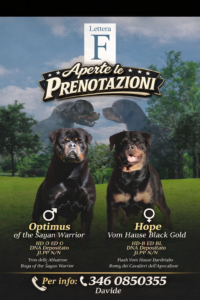 Cuccioli di rottweiler alta geologia