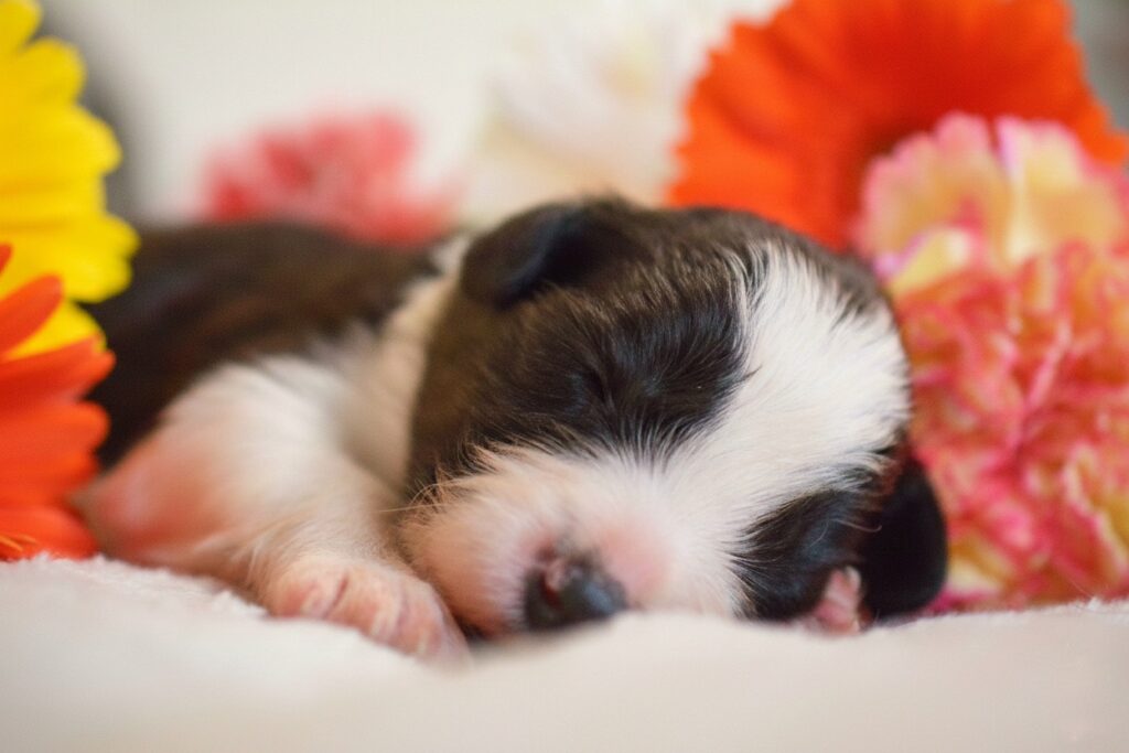 Cuccioli di Border Collie in Emilia Romagna
