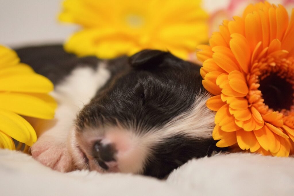 Cuccioli di Border Collie in Emilia Romagna