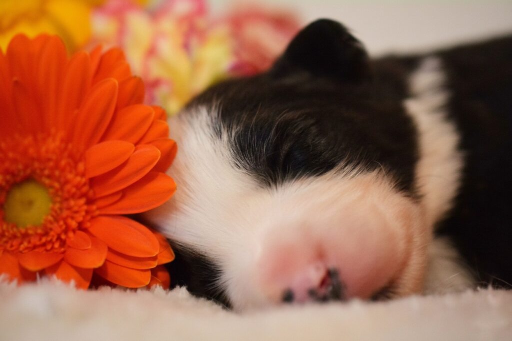 Cuccioli di Border Collie in Emilia Romagna