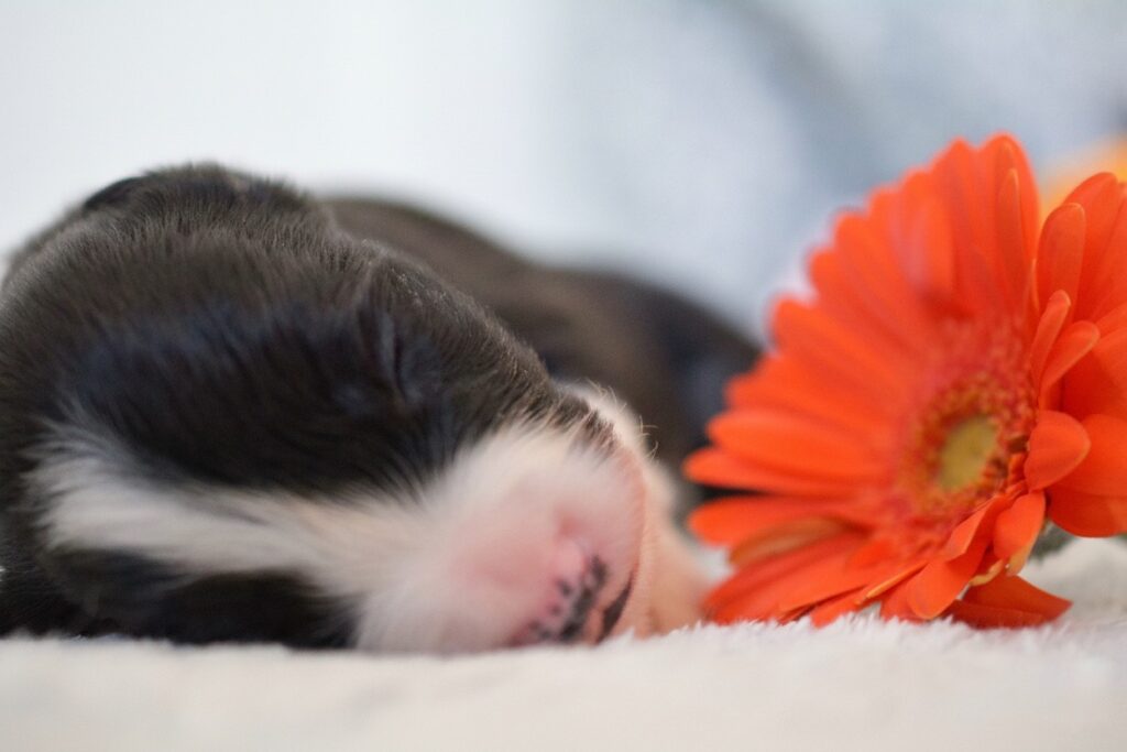 Cuccioli di Border Collie in Emilia Romagna