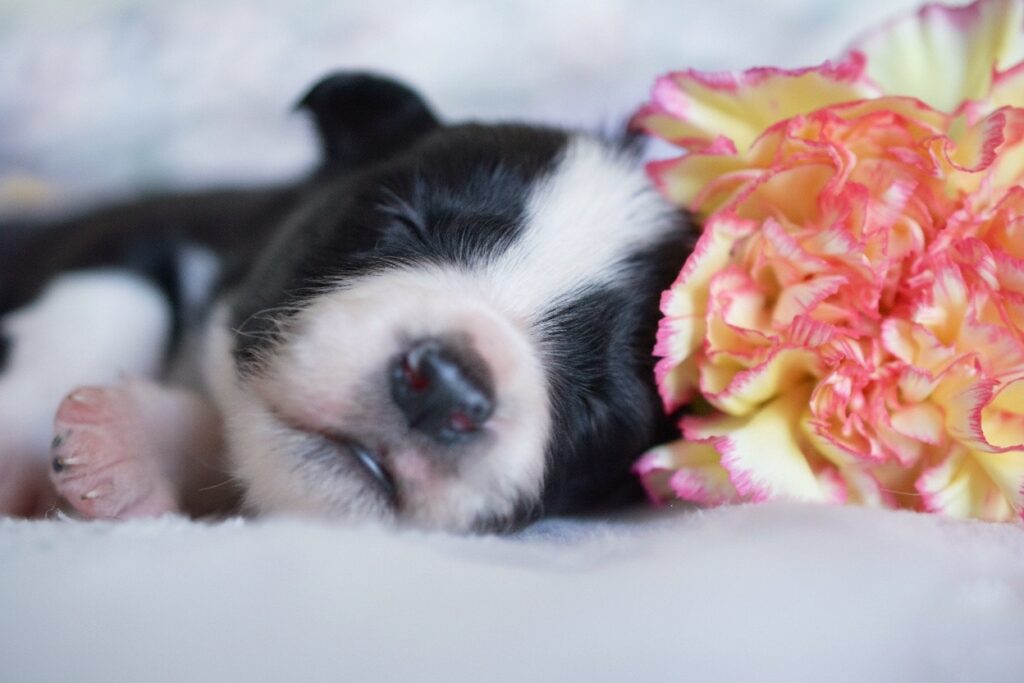 Cuccioli di Border Collie in Emilia Romagna
