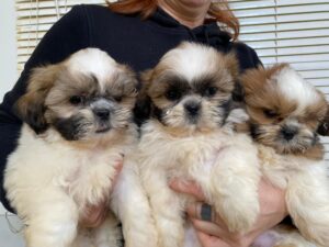 Shih-tzu