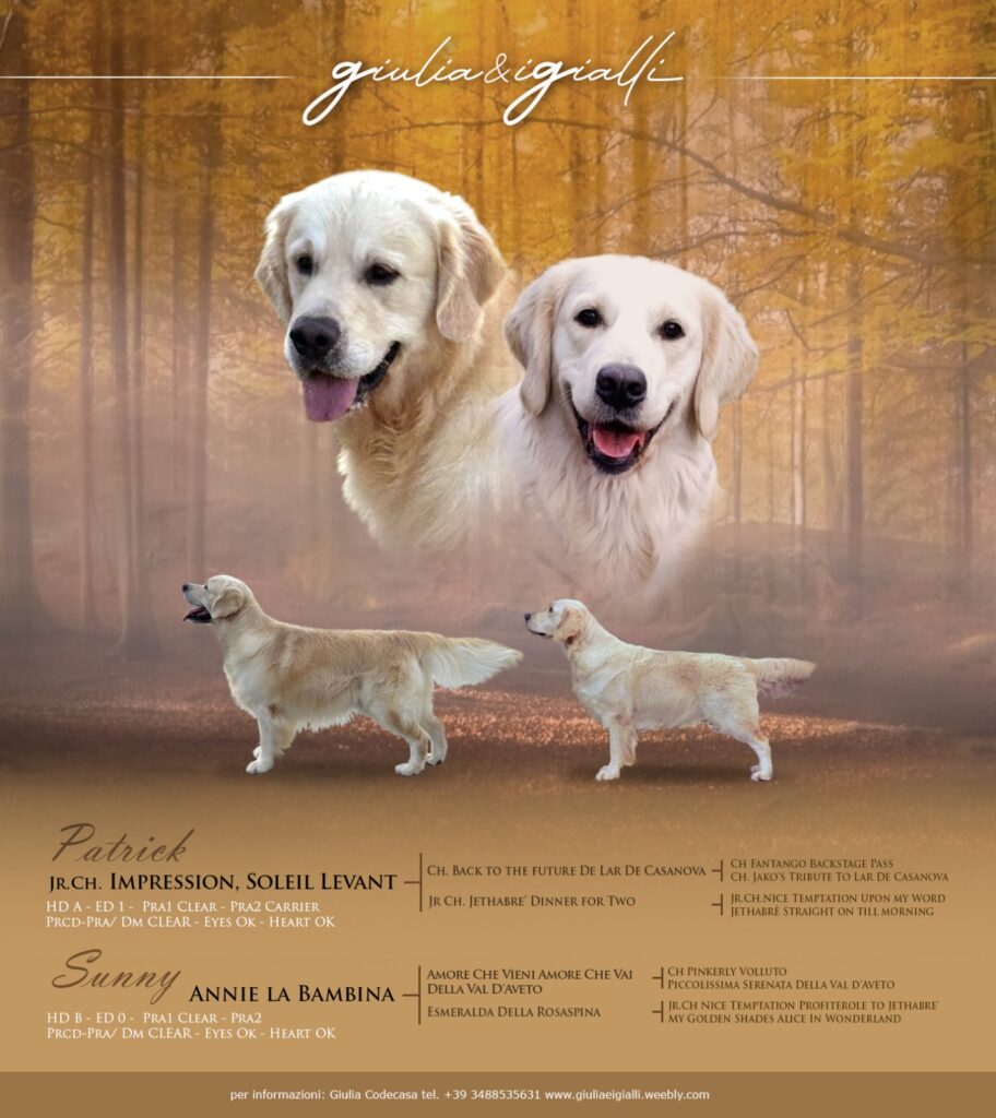 Cuccioli di Golden Retriever con pedigree