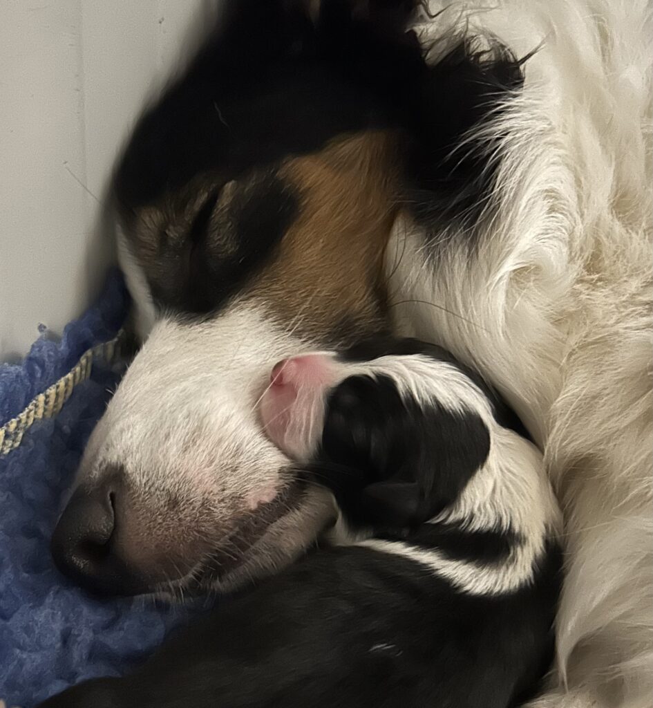 Border collie cuccioli