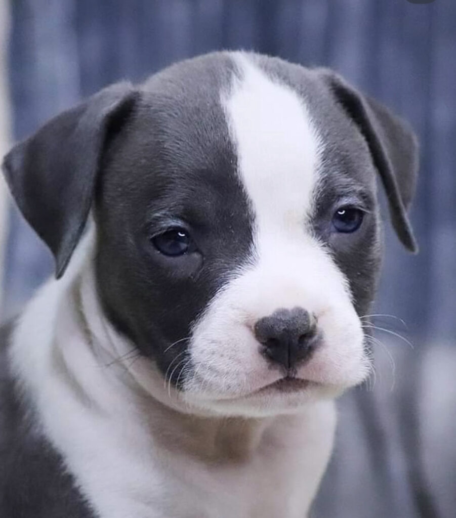 Amstaff blu cuccioli in vendita