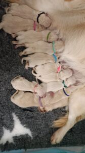 Cuccioli di Golden Retriever con pedigree