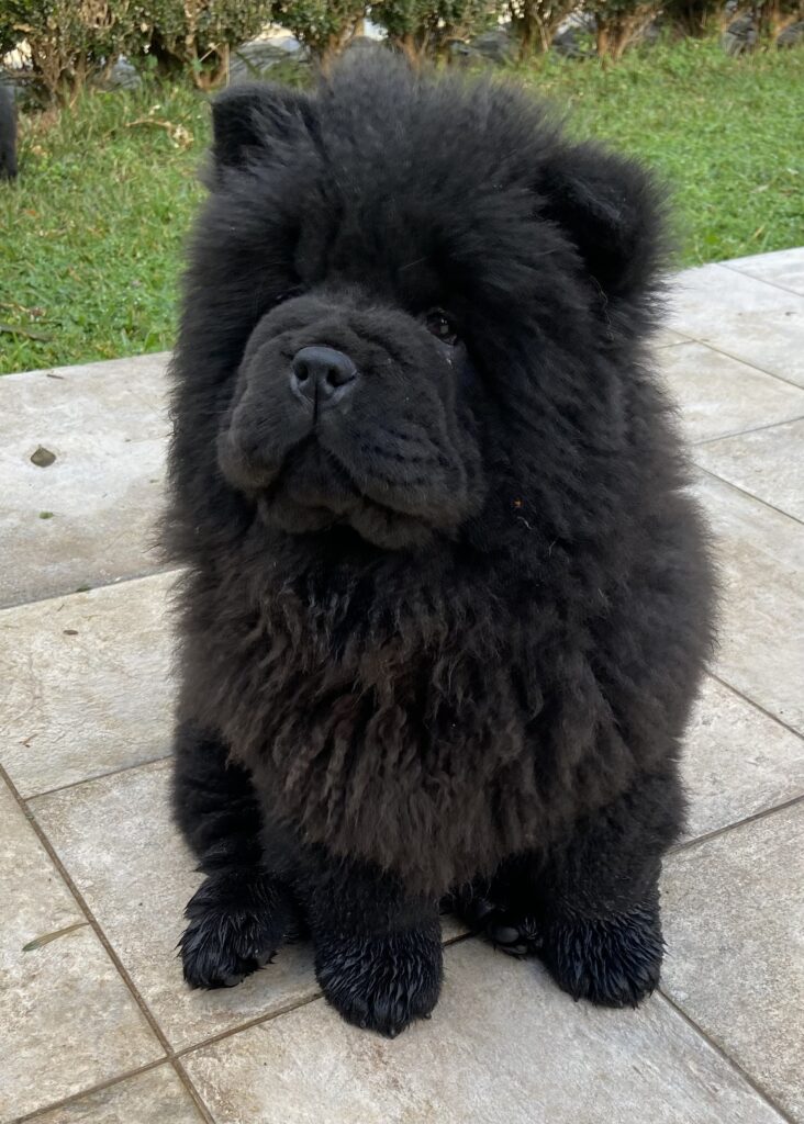 Chow Chow cucciole con pedigree