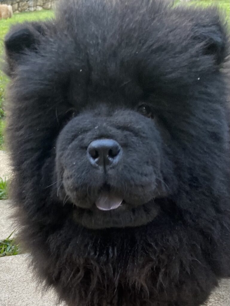 Chow Chow cucciole con pedigree