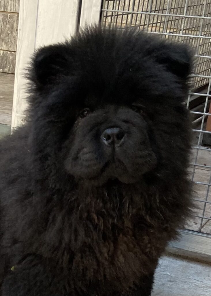 Chow Chow cucciole con pedigree