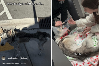 La rinascita del cane Wolf, che doveva essere soppresso