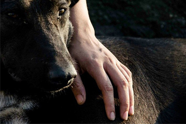 Quando assistono a un litigio i cani si schierano dalla parte del più debole: lo rivela uno studio