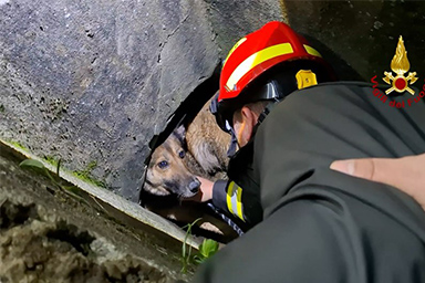 Cane rimane intrappolato in tubazione a tre metri di profondità: estratto vivo