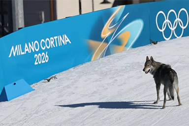 Cane invade la pista durante le gare: fuori programma divertente alle Olimpiadi