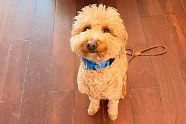 Il suo cane non può salire sull'aereo e lo abbandono in aeroporto: donna arrestata