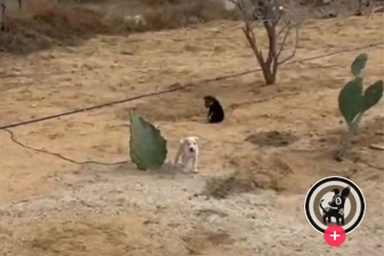 La storia dei cani Hawk e Pat, abbandonati nel deserto