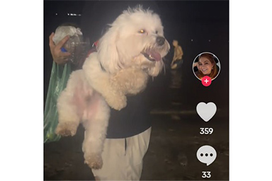 Veglia il corpo del suo proprietario per 4 giorni: la storia del cane Oscar