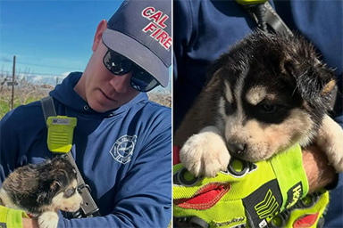 Cucciolo rimane con la testa intrappolata in un cerchione: salvato