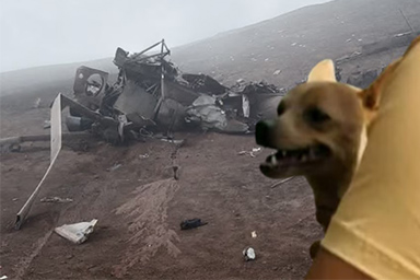 Elicottero si schianta: tutti morti, unico sopravvissuto un Chihuahua