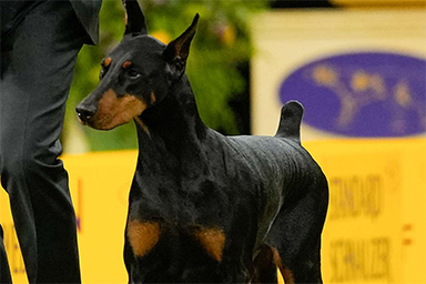 É Penny il cane più bello al mondo: un Dobermann trionfa al Westminster 2026