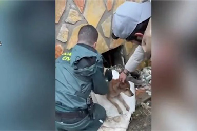 Restano intrappolati in uno scantinato per il maltempo: salvati due cani dalla Guardia Civil