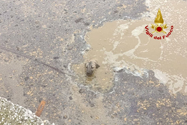 Cade in una vasca di liquami, cane salvato dai Vigili del fuoco