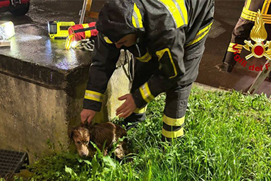Cane cade in un pozzo e rischia di annegare: salvato