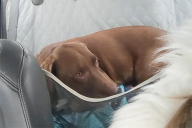 Uomo affronta una tempesta per riabbracciare il suo cane smarrito 4 anni prima