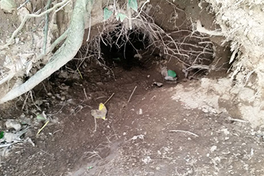 Finisce in tana di istrice profonda 8 metri: salvato cane dopo 40 ore