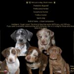 🐾 Cuccioli Catahoula Leopard Dog NALC - Disponibili Ora! 🐾