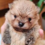 SPITZ POMERANIA CON PEDIGREEE ENCI