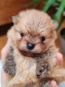 SPITZ POMERANIA CON PEDIGREEE ENCI