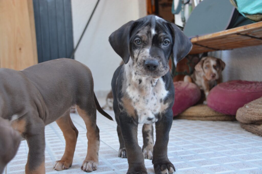 🐾 Cuccioli Catahoula Leopard Dog NALC - Disponibili Ora! 🐾