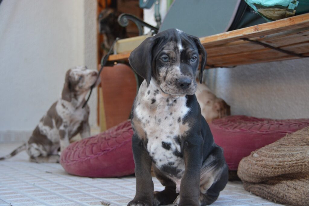 🐾 Cuccioli Catahoula Leopard Dog NALC - Disponibili Ora! 🐾