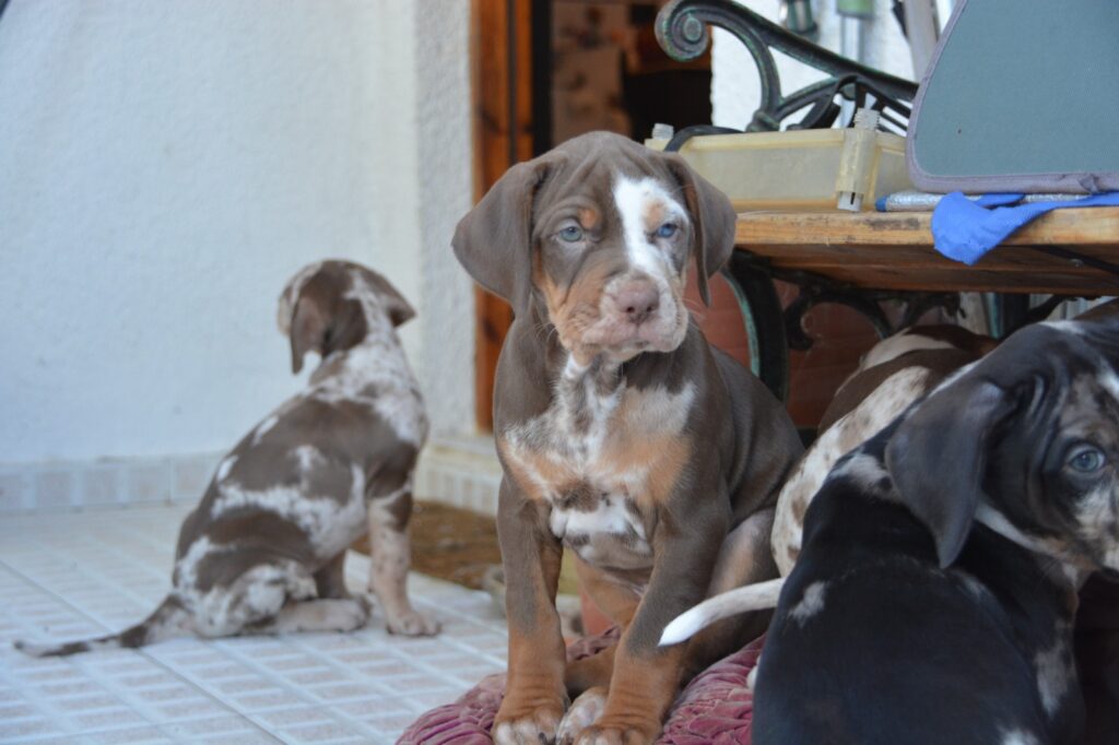 🐾 Cuccioli Catahoula Leopard Dog NALC - Disponibili Ora! 🐾