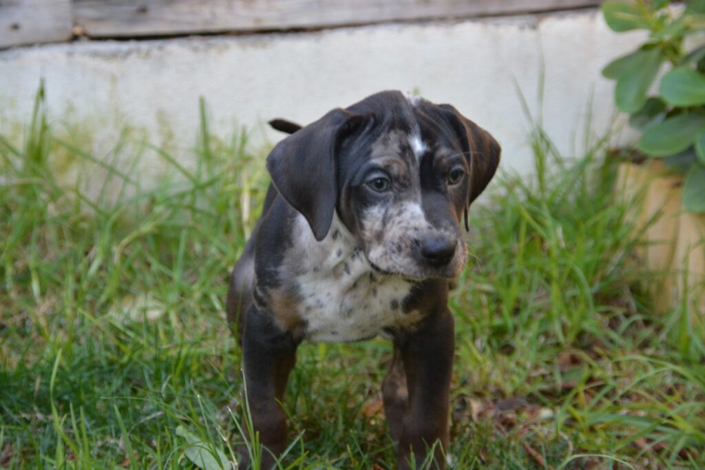 🐾 Cuccioli Catahoula Leopard Dog NALC - Disponibili Ora! 🐾