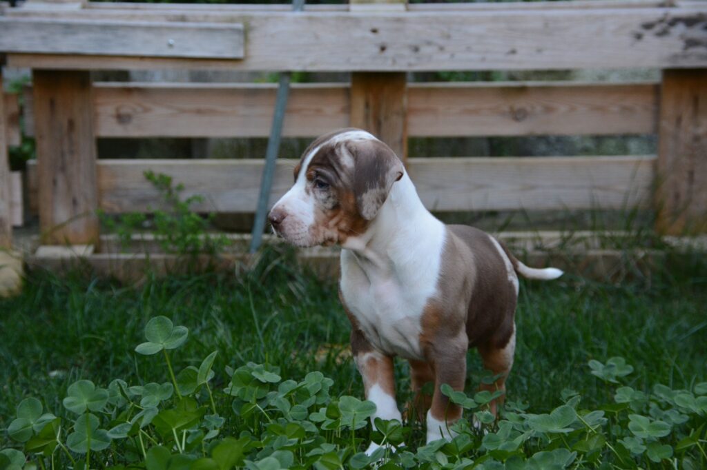 🐾 Cuccioli Catahoula Leopard Dog NALC - Disponibili Ora! 🐾