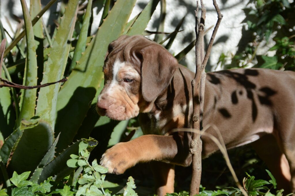 🐾 Cuccioli Catahoula Leopard Dog NALC - Disponibili Ora! 🐾