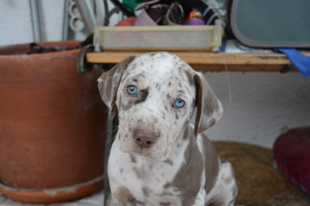 🐾 Cuccioli Catahoula Leopard Dog NALC - Disponibili Ora! 🐾