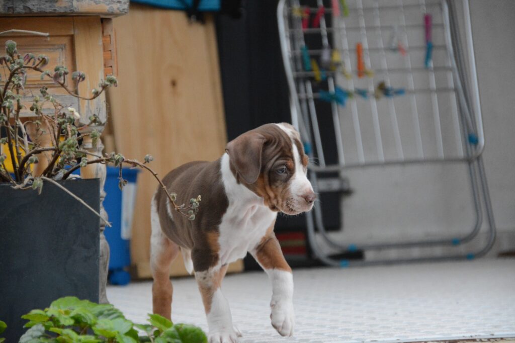🐾 Cuccioli Catahoula Leopard Dog NALC - Disponibili Ora! 🐾