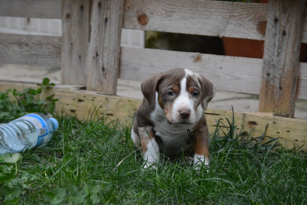 🐾 Cuccioli Catahoula Leopard Dog NALC - Disponibili Ora! 🐾