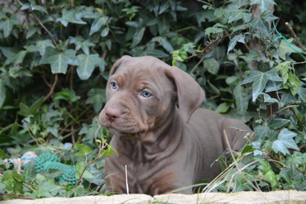 🐾 Cuccioli Catahoula Leopard Dog NALC - Disponibili Ora! 🐾