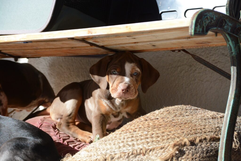 🐾 Cuccioli Catahoula Leopard Dog NALC - Disponibili Ora! 🐾